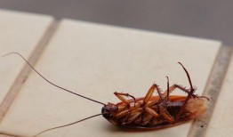 娱乐吃瓜酱蟑螂咬人,蟑螂咬人事件背后的惊人真相